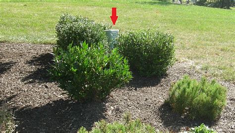 evergreens to hide electric box|plants to hide unpleasant areas.